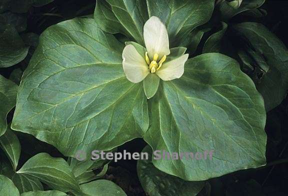 trillium albidum 2 graphic